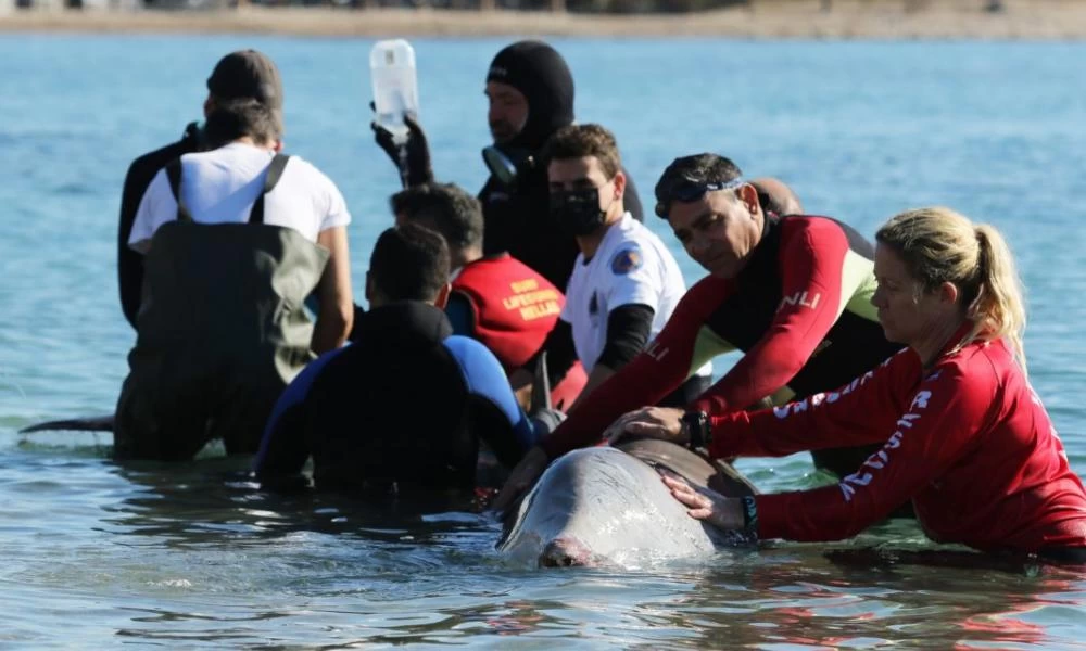 Γ. Αμυράς για Ζιφιό: Ανησυχητικό ότι επιστρέφει πάλι στα ρηχά